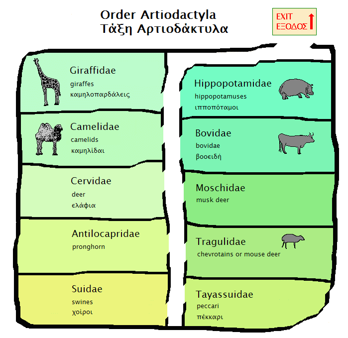 Deer Classification Chart