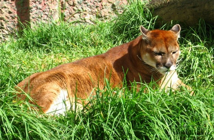 Puma (Puma concolor)