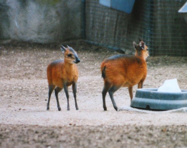 Red-flanked Duiker - Encyclopedia of Life