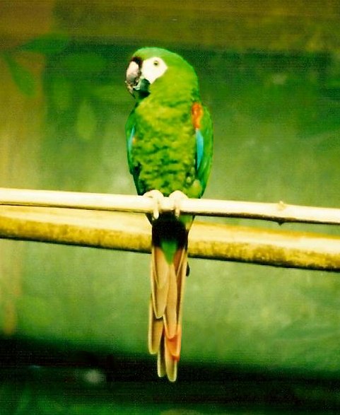 pelleten jul opdragelse Chestnut-fronted Macaw or Severe Macaw (Ara severa)