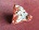 Picture of Adamite