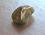 Picture of Cat’s Eye